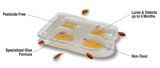 Buggybeds Bed Bug Glue Trap - 4pk : Target